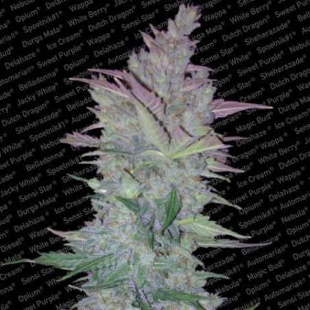 Vertigo Auto Femminizzata - Paradise Seeds