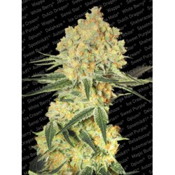 Wappa Auto Femminizzata - Paradise Seeds