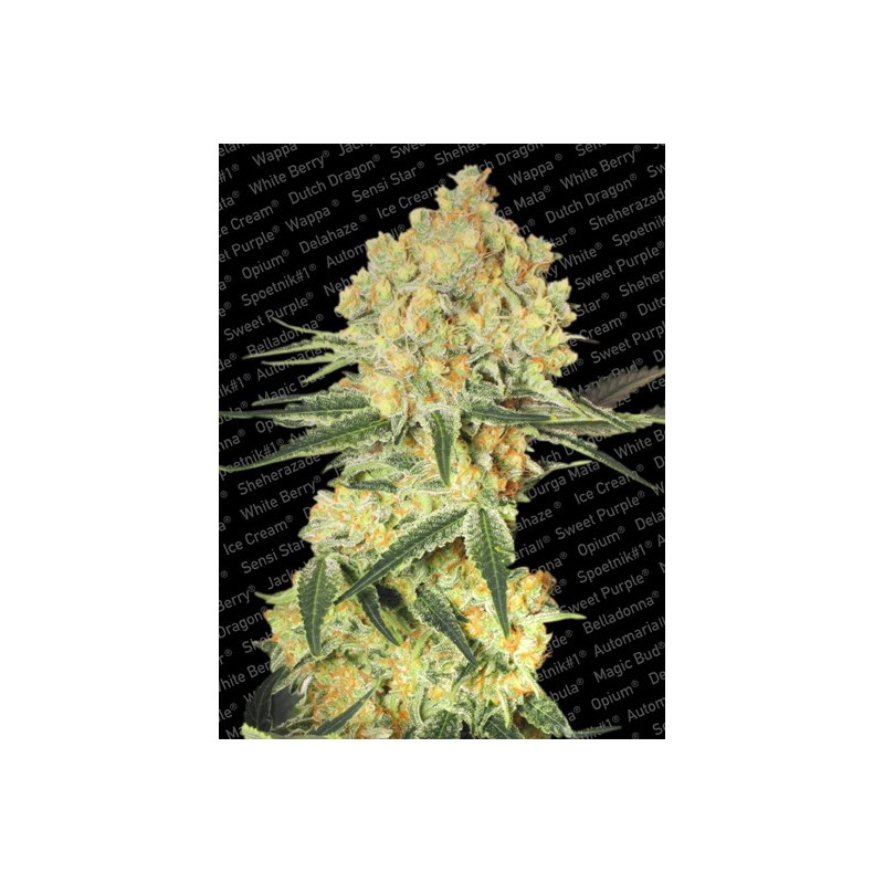 Wappa Auto Femminizzata - Paradise Seeds