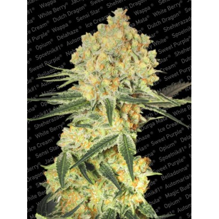Wappa Auto Femminizzata - Paradise Seeds