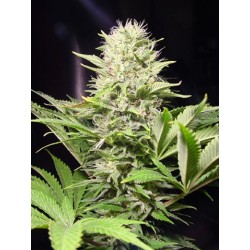 Wappa Femminizzata - Paradise Seeds