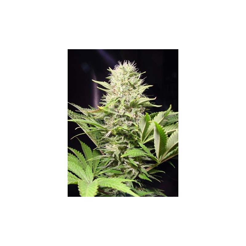 Wappa Femminizzata - Paradise Seeds