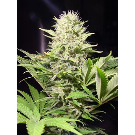 Wappa Femminizzata - Paradise Seeds