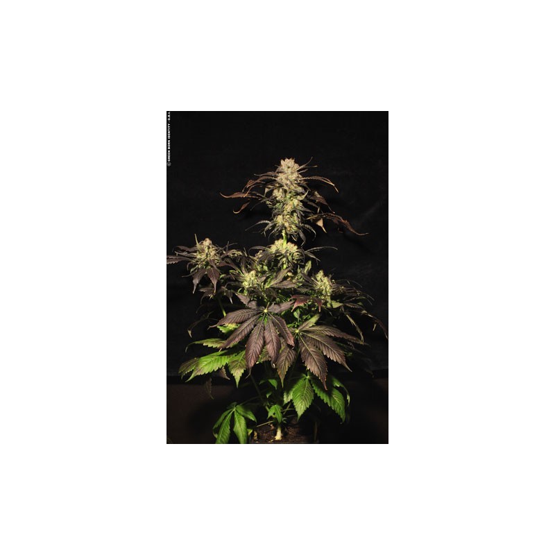 White Berry Femminizzata - Paradise Seeds