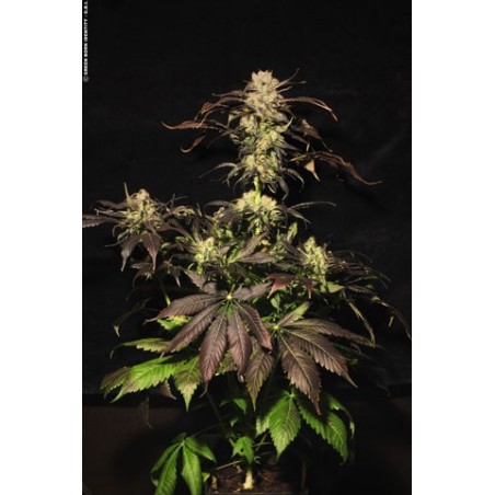 White Berry Femminizzata - Paradise Seeds