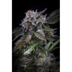 White Noise Femminizzata - Paradise Seeds