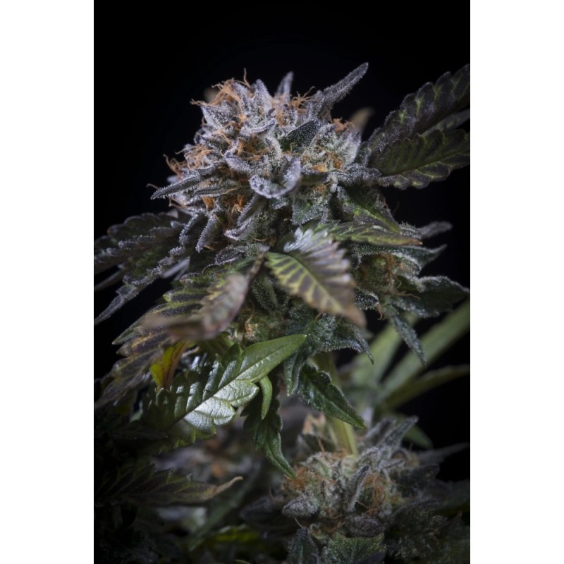 White Noise Femminizzata - Paradise Seeds