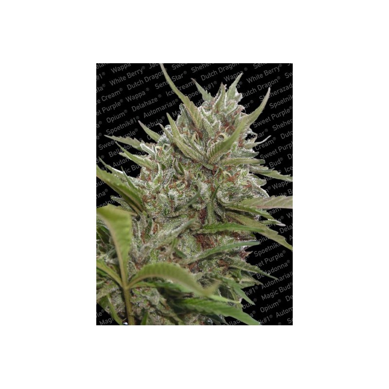 Whiteberry Auto Femminizzata - Paradise Seeds