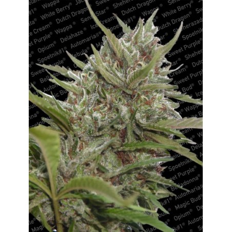 Whiteberry Auto Femminizzata - Paradise Seeds