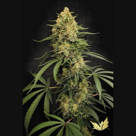 Zesty Bliss Femminizzata - Paradise Seeds