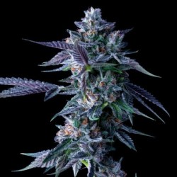 Chocolope Femminizzata - DNA Genetics