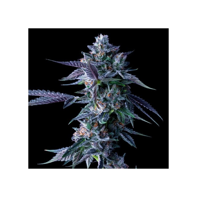 Chocolope Femminizzata - DNA Genetics