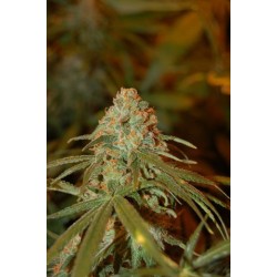 Lemon Skunk Femminizzata - DNA Genetics