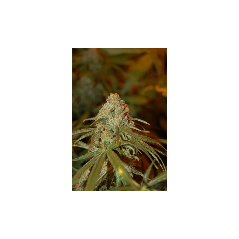 Lemon Skunk Femminizzata - DNA Genetics