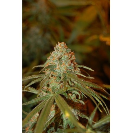 Lemon Skunk Femminizzata - DNA Genetics