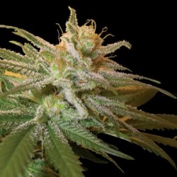 Kushberry Femminizzata - DNA Genetics