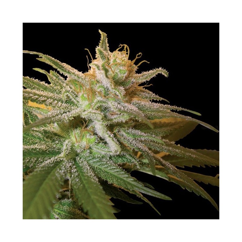 Kushberry Femminizzata - DNA Genetics