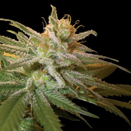 Kushberry Femminizzata - DNA Genetics