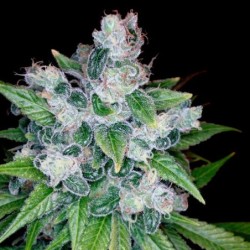 Kandy Kush Femminizzata - DNA Genetics