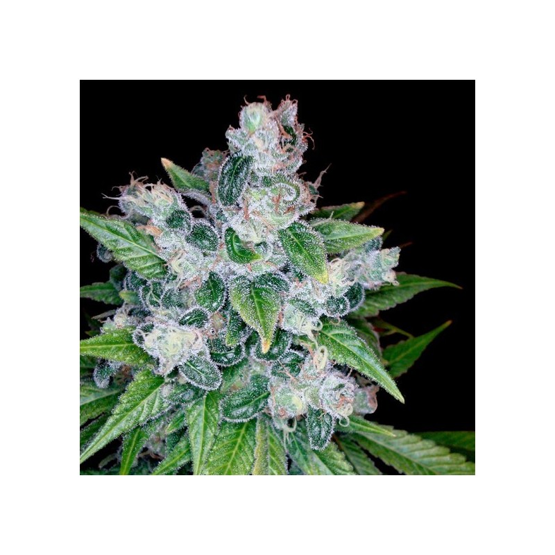 Kandy Kush Femminizzata - DNA Genetics