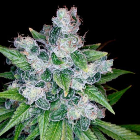 Kandy Kush Femminizzata - DNA Genetics