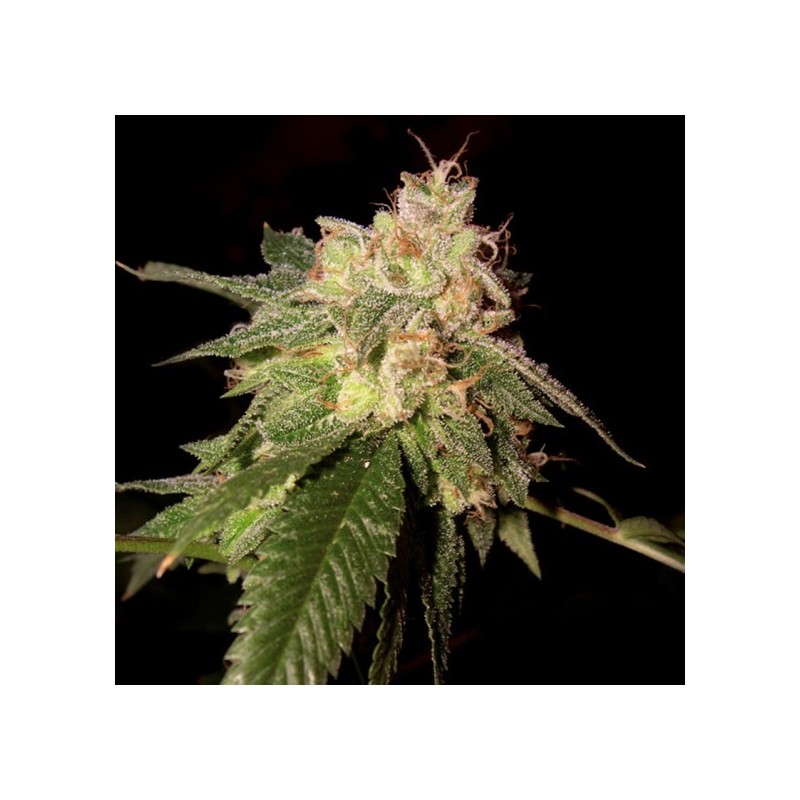 OG Kush Femminizzata - DNA Genetics