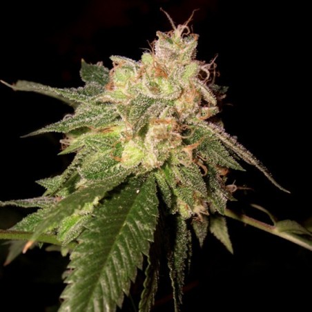 OG Kush Femminizzata - DNA Genetics