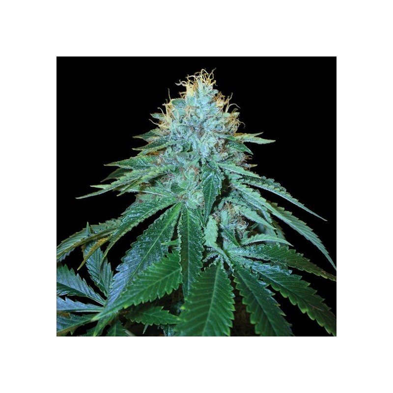 The OG 18 Femminizzata - DNA Genetics