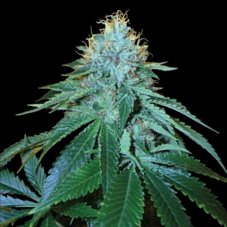The OG 18 Femminizzata - DNA Genetics