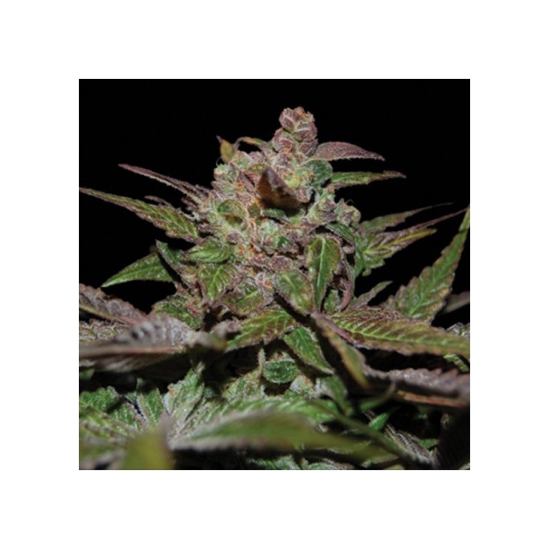 Purple Wreck Femminizzata - DNA Genetics