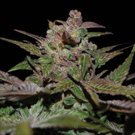 Purple Wreck Femminizzata - DNA Genetics