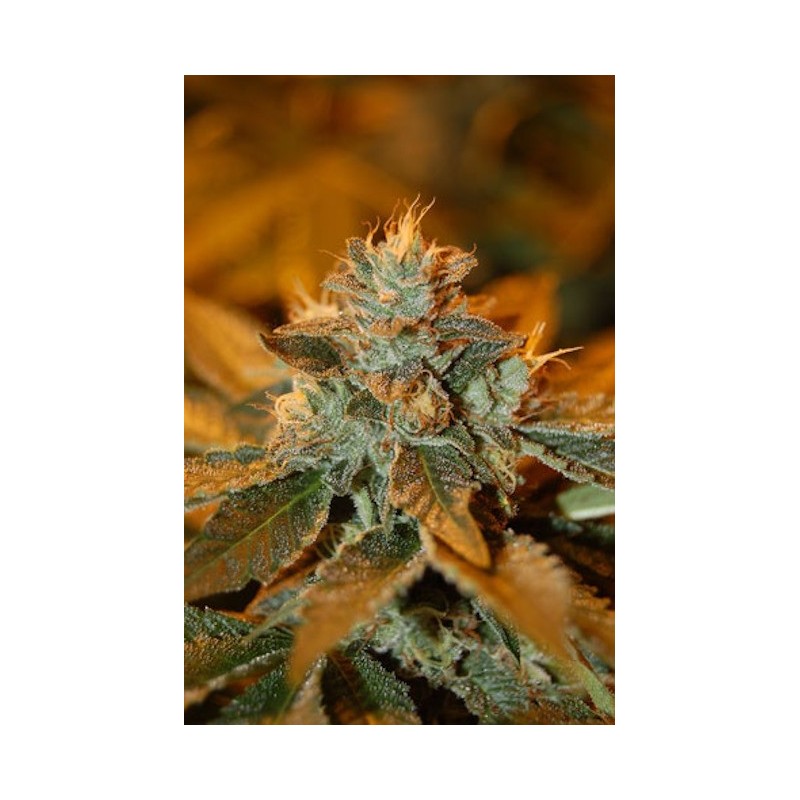Cataract Kush Femminizzata - DNA Genetics