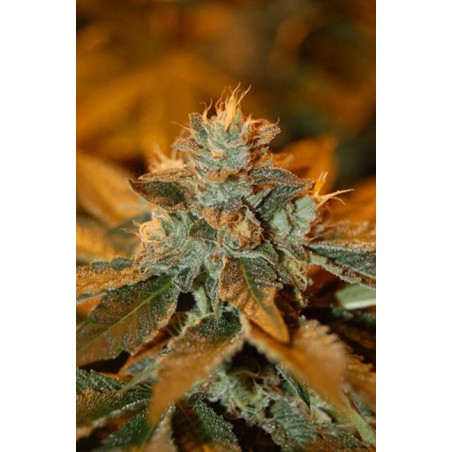 Cataract Kush Femminizzata - DNA Genetics