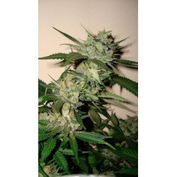 Sleestack x Skunk Regolare - DNA Genetics