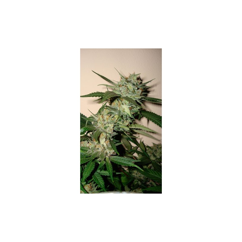 Sleestack x Skunk Regolare - DNA Genetics