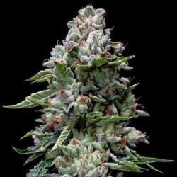 Kosher Kush Femminizzata - DNA Genetics