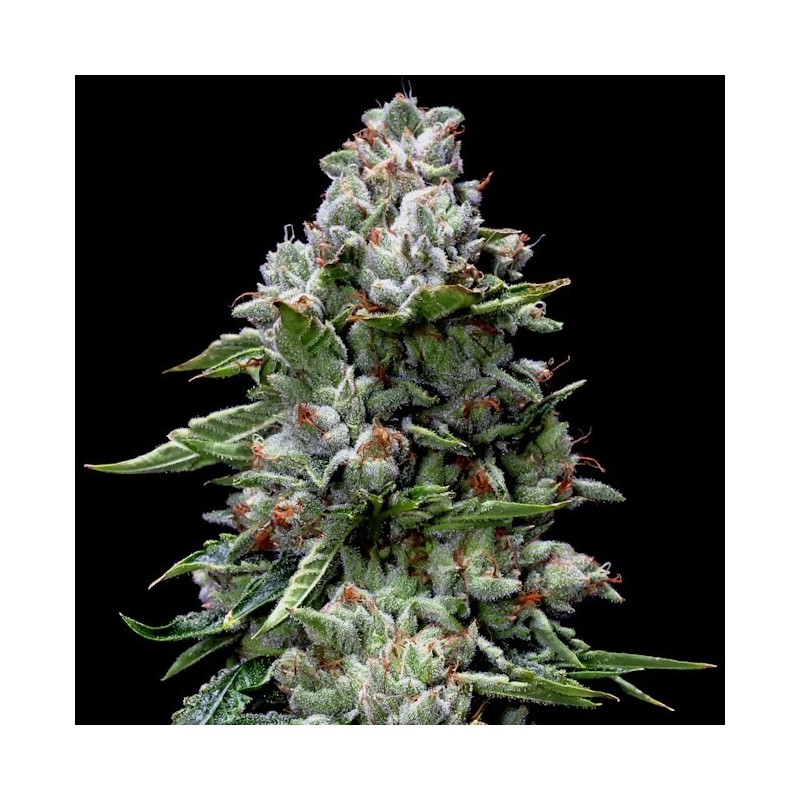 Kosher Kush Femminizzata - DNA Genetics