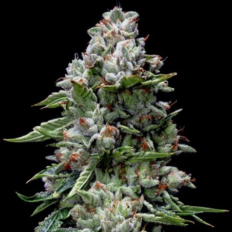 Kosher Kush Femminizzata - DNA Genetics