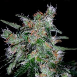 60 Day Lemon Autofiorente - DNA Genetics