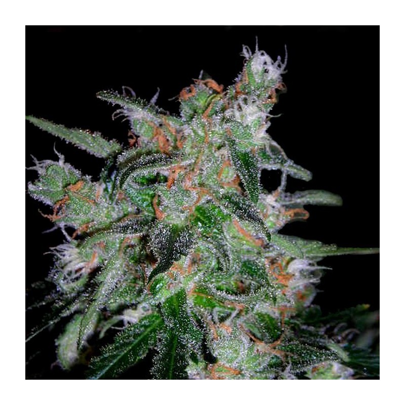 60 Day Lemon Autofiorente - DNA Genetics