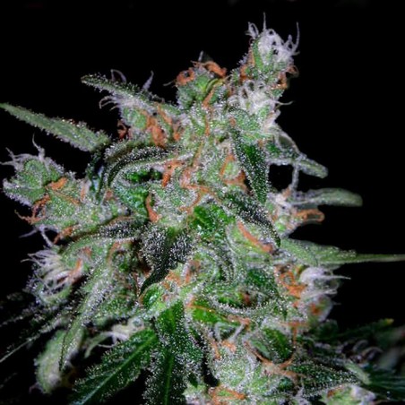60 Day Lemon Autofiorente - DNA Genetics