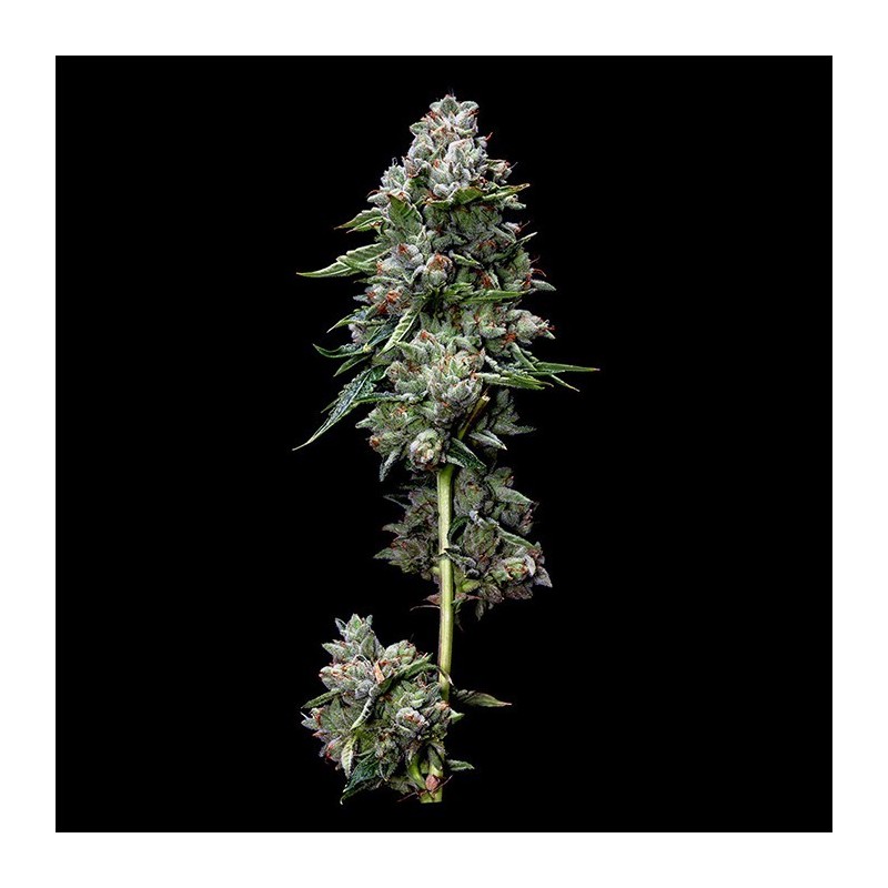Kosher Kush Regolare - DNA Genetics