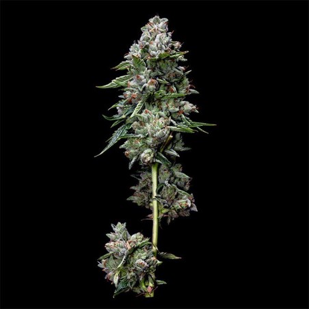Kosher Kush Regolare - DNA Genetics
