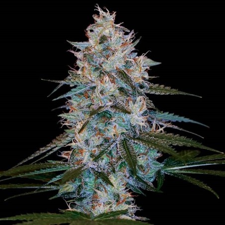 Chocolope Kush Femminizzata - DNA Genetics