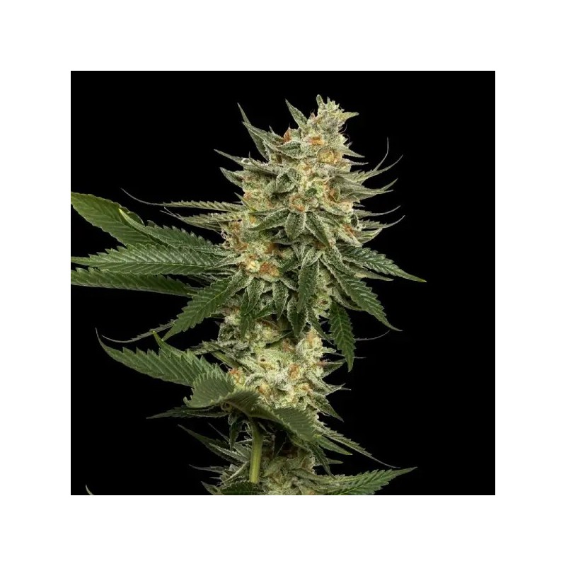 Tangie Femminizzata - DNA Genetics