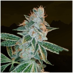 Lemon OG Kush Femminizzata - DNA Genetics