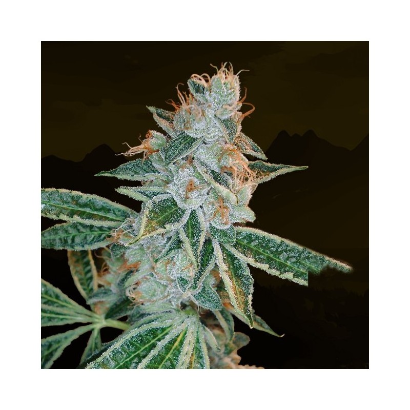 Lemon OG Kush Femminizzata - DNA Genetics