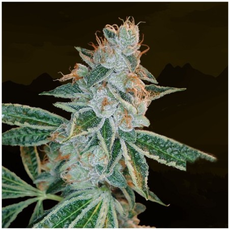 Lemon OG Kush Femminizzata - DNA Genetics