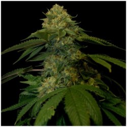 Holy Grail Kush Femminizzata - DNA Genetics