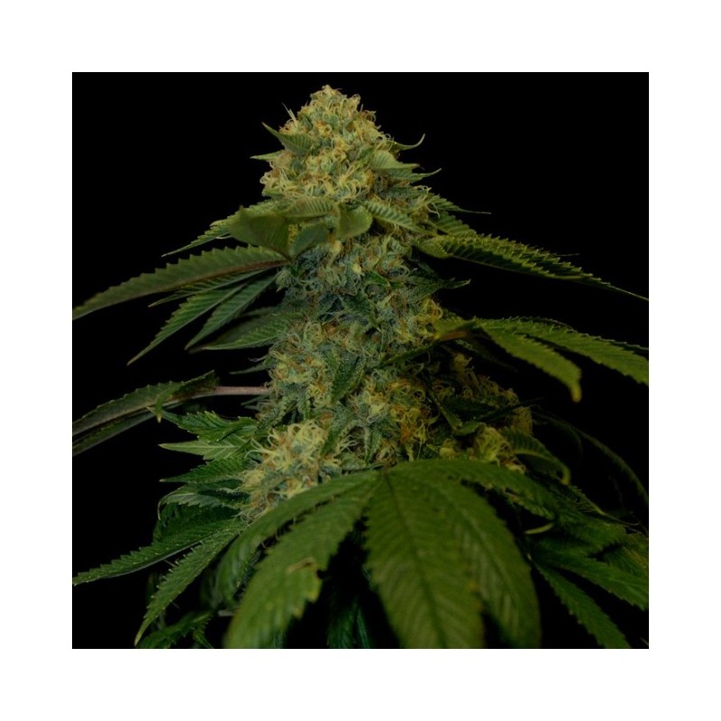 Holy Grail Kush Femminizzata - DNA Genetics